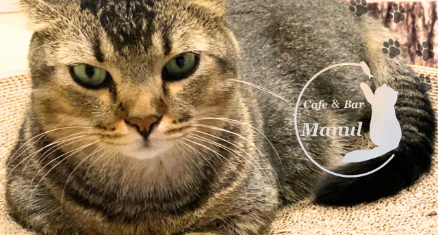Cafe&Bar Manul 😸